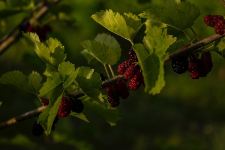 Mulberry Leaf: Výhody, rizika a vedlejší účinky